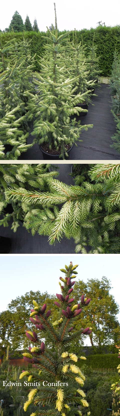 Picea omorika 'Filips Spring Sensation'